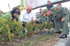 Eldin Ikut Cabut Rumput,...