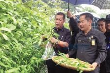 Deddy Mizwar Panen Sayur...