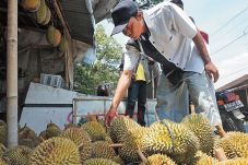 Durian Kampina Laris...