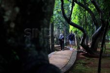 Pohon Rp750 Juta Itu...