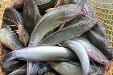 Pemerintah Klaim Ikan...