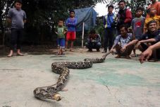 Ular Sanca Kembang Gegerkan...