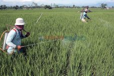 Sawah Mulai Diserang...