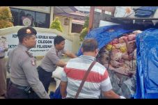 Daging Celeng Ilegal...