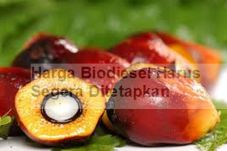 Harga Biodiesel Harus...