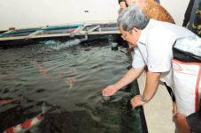 Produksi Ikan dan Susu...