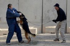 Lawan ISIS, Anjing-anjing...