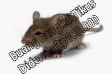 Buang Bangkai Tikus...