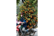 Jeruk Kumquat Beracun...