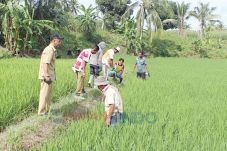 Harga Beras Sentuh Rp9.500/Kg