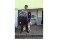 Pasca Bom, Anjing Pelacak...