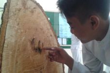 Batang Pohon Berlafal...