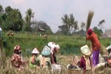 Harga Beras Naik,Petani...