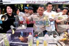 Penyelundupan Ratusan...