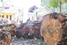 Dianggap Keramat, Pohon...