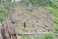 Wabup Marah Hutan 600...
