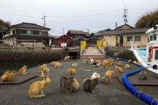 Dikuasai Kucing, Pulau...