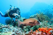 NTT Spot Terbaik Diving...