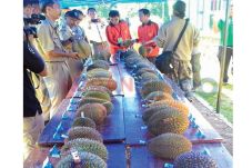 Durian Salopa Berdaging...