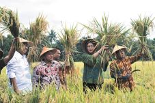 Bantul Panen Raya, Harga...