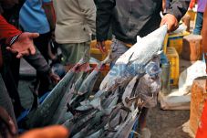 Tuna Indonesia Dihargai...