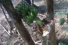 Pohon Pisang Ajaib Berbuah...