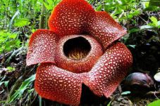 Festival Bumi Rafflesia...