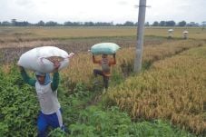 Panen Raya, Harga Gabah...