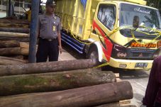Sopir Pengangkut Kayu...