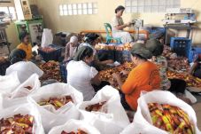 BBPOM Medan Bela Pengusaha...