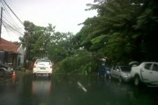 Pohon Setinggi 17 Meter...