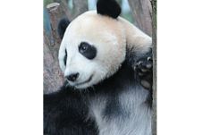 Digigit Panda, Dapat...
