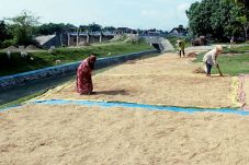 Petani Kesulitan Dapatkan...