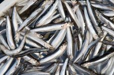 Ikan Teri Bisa Menjadi...