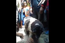 Berpostur Aneh, Anjing...