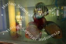 Pemerintah Pacu Budidaya...