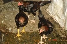Maling Ayam, Tukang...