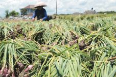 Inflasi Karena Bawang...