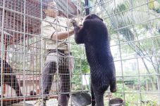 Beruang Madu Dijual...
