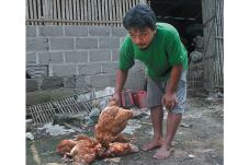 Terserang Virus ND Ratusan...
