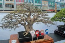 Bonsai Anting Putri...