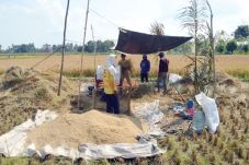 Sawah Tadah Hujan Masuki...