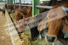 Investor Australia Tertarik...