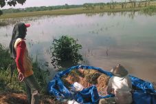 Sawah di Bengawan Solo...