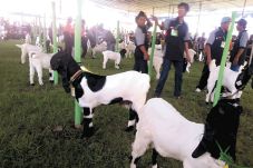Kambing Seharga Mobil...