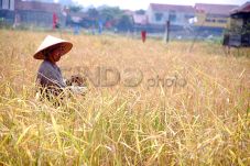Produksi Gabah di Pangandaran...