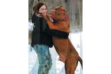 Pit Bull Raksasa Capai...
