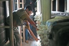 Petani Karo Beralih...