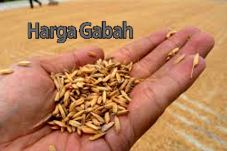 Harga Gabah Masih Untungkan...