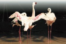 Delapan Lesser Flamingo...